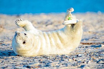 Babyrobbe (Halichoerus grypus) beim Entspannen am Strand der Nordsee von Eye on You