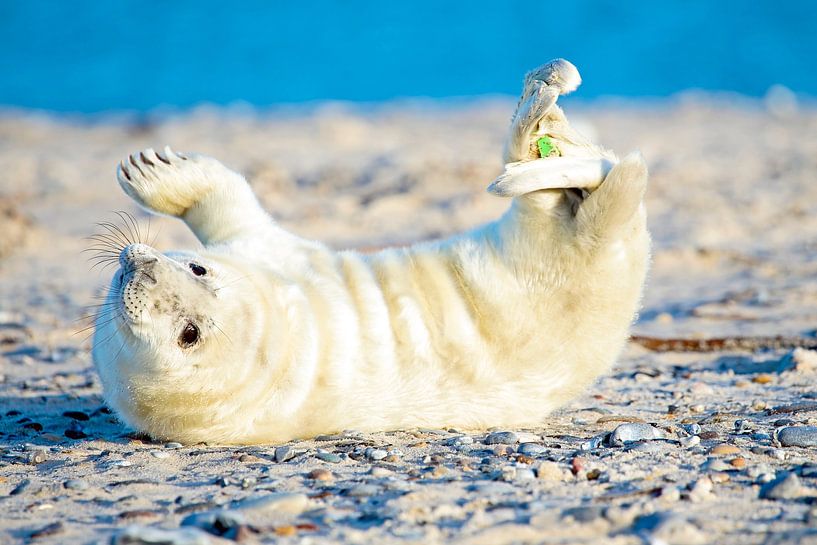 Baby seal (Halichoerus grypus) relaxing on the beach of the North Sea by Eye on You