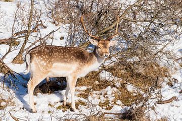 Fallow deer AWD by Merijn Loch