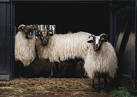 Schafe auf der Suche von Bert Broer