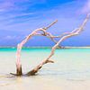 Caraïbische boom in tropische wateren. van Arthur Puls Photography