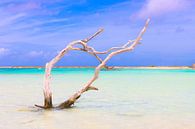 Karibischer Baum in tropischen Gewässern. von Arthur Puls Photography Miniaturansicht