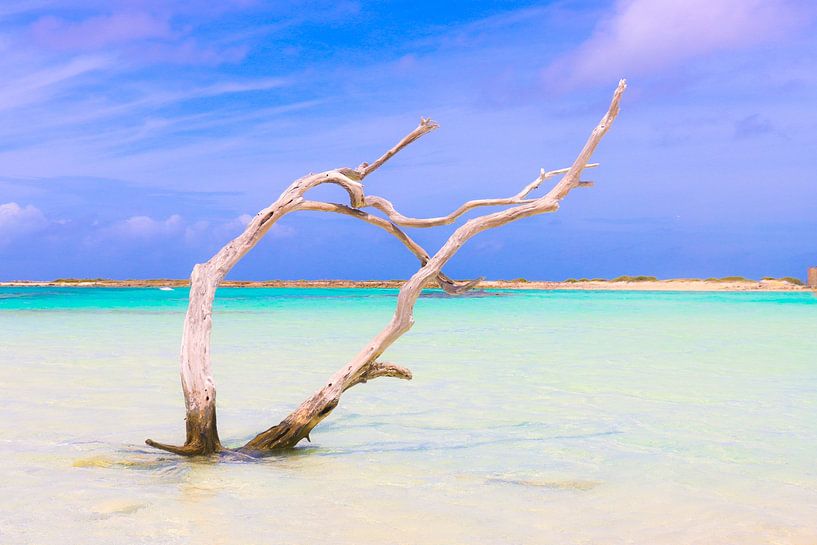 Caraïbische boom in tropische wateren. van Arthur Puls Photography