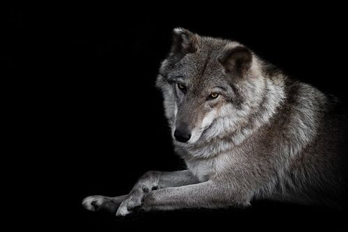 Schattig ziet er een halve draai uit. het vrouwtje van de wolf ligt prachtig op de grond, imposant l