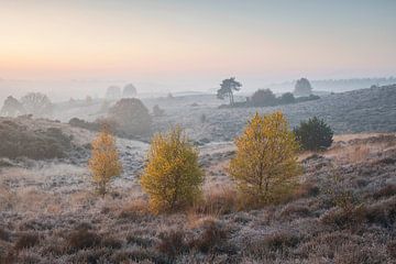 Neblige Posbank an einem bunten Herbstmorgen. von Jeroen van Rooijen
