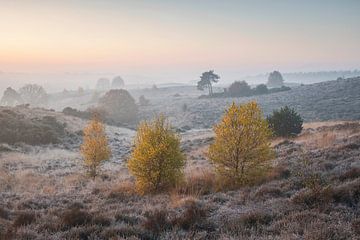 Mistige Posbank op een kleurijke herfstochtend. van Jeroen van Rooijen