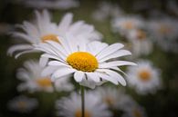 Flower by Wim van D thumbnail