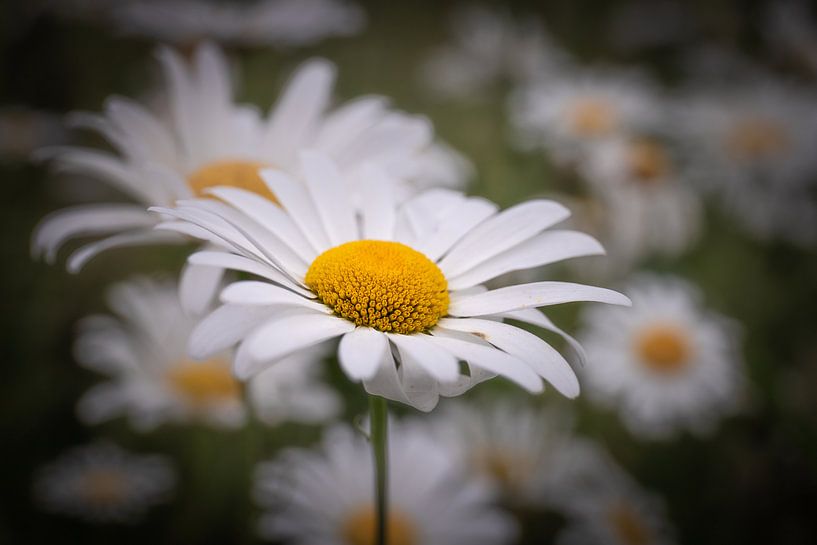 Flower by Wim van D
