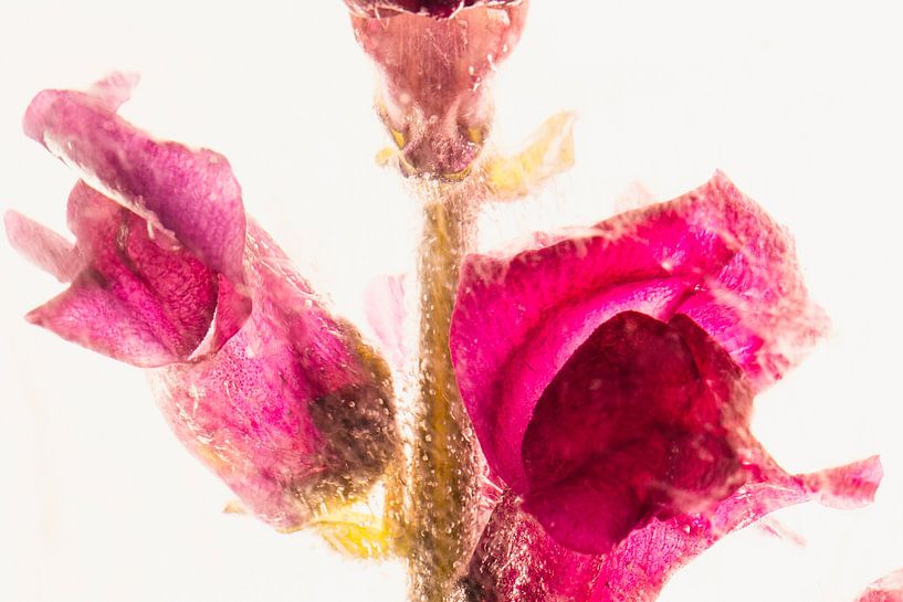 Red snapdragon in ice 1 by Marc Heiligenstein