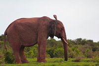 "Elephant flaps his ears.