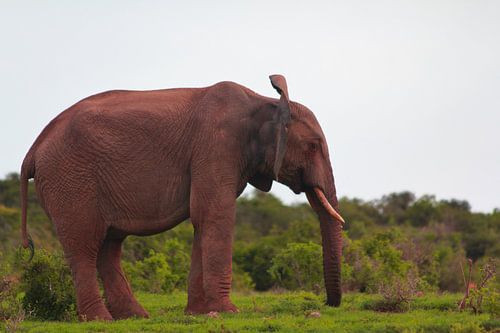 "Der Elefant schlägt mit den Ohren.