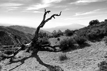 USA - Südliche Mojave-Wüste, eine Wüste bei Twentynine Palms in schwarz-weiß