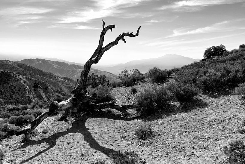USA - Südliche Mojave-Wüste, eine Wüste bei Twentynine Palms in schwarz-weiß von Marianne van der Zee