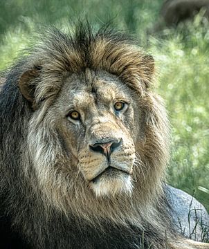 Le roi du royaume des animaux, le lion, se reposant au soleil de midi. sur Mischa Corsius