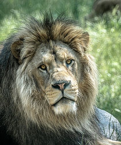 Der König des Tierreichs, der Löwe, ruht sich in der Mittagssonne aus.