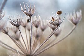 Eis in der Natur auf verwelkten Blumen von Jolanda de Jong-Jansen