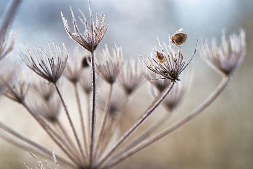 IJs in de natuur op verdorde bloemen