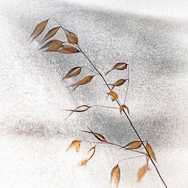 avoine sauvage sur Hanneke Luit