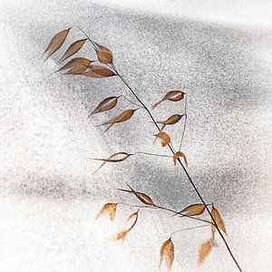 avoine sauvage