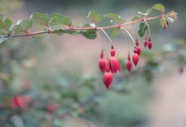 Blumen Teil 185 von Tania Perneel
