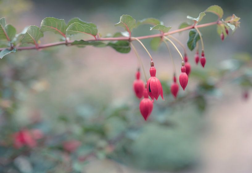 flowers part 185 by Tania Perneel