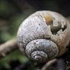 Schnecken Lost Place von Jürgen Schmittdiel Photography