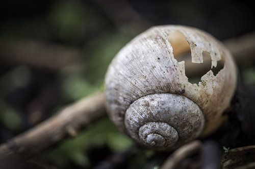 Slakken Verloren Plaats