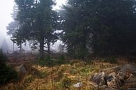 Nebel by Alena Holtz thumbnail