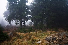 Nebel von Alena Holtz