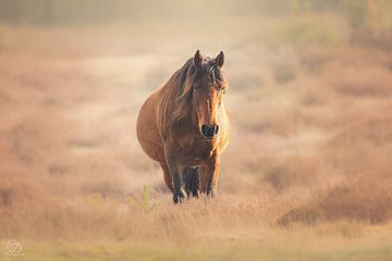 Pferd im Moor von cd_photography