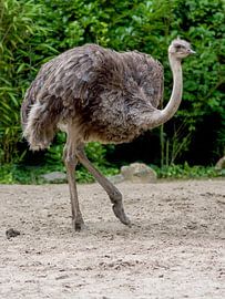 Struisvogel : DierenPark Amersfoort