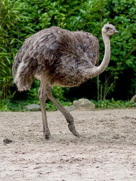 Struisvogel : DierenPark Amersfoort van Loek Lobel