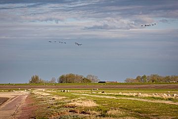 Plaines d'inondation près de Moddergat sur Rob Boon