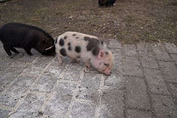 Minischwein Ferkel beim ersten Ausgang auf dem Hof.