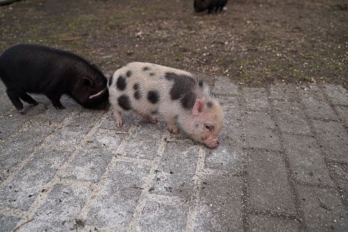 Mini biggetje bij zijn eerste uittocht op de boerderij.