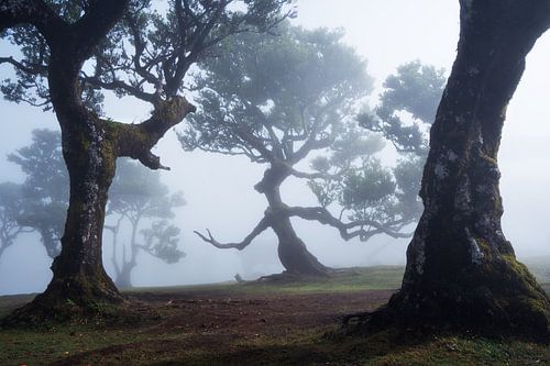 De heks en haar vrienden
