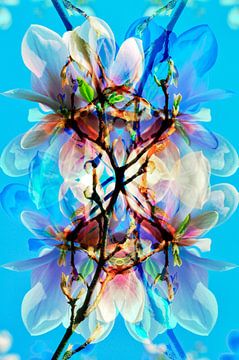 Spring impression with magnolias by Silva Wischeropp