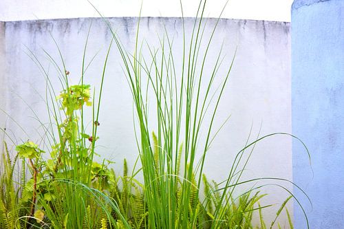 Riet varen betonnen muren