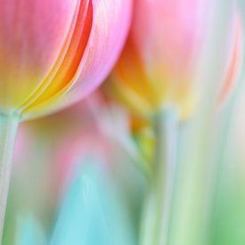 Tulips by Loulou Beavers