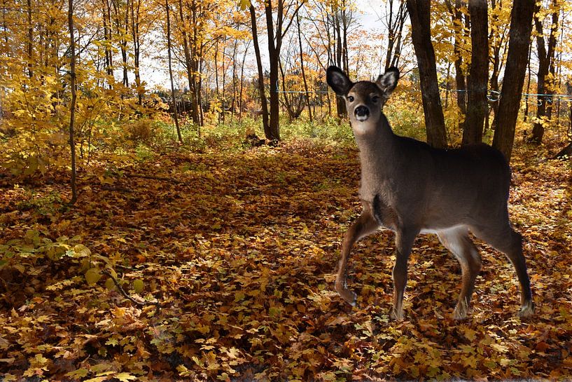 A fawn in the trap by Claude Laprise