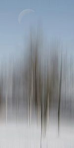 Winterwald - Mond über den Birken