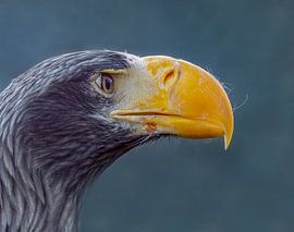 Der Stellar's Eagle von Natascha Worseling