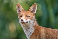 Curious fox
