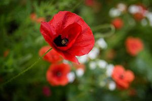 Mohn in Grün, Fotodruck von Manja Herrebrugh - Outdoor by Manja