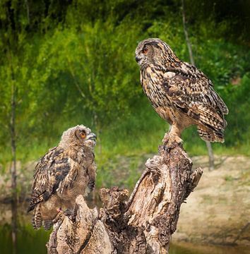 Birds of prey European eagle owl by Loek Lobel