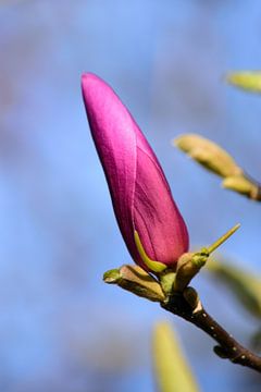 A flower bud of a red magnolia
