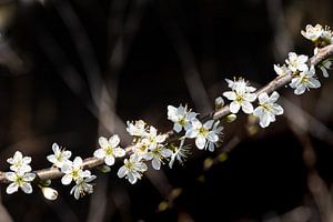 Guirlande de fleurs