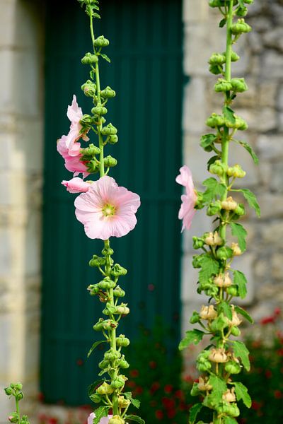 Closeup of a Hollyhock by Youri Mahieu