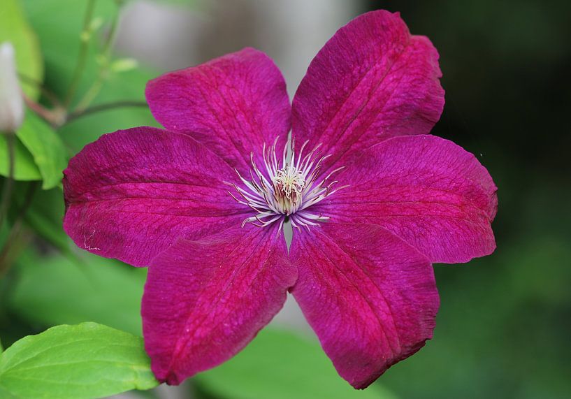 Clematis van Matthias Brix