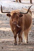 Schotse Hooglanders